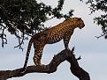 Masai Mara National Reserve, Kenya
Leopard on tree in Masai Mara